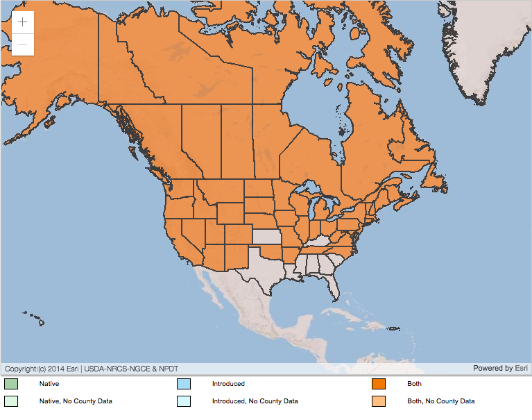 Wild raspberries Seeds - Image 3