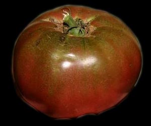 Organic Seed - Cherokee Purple Tomato