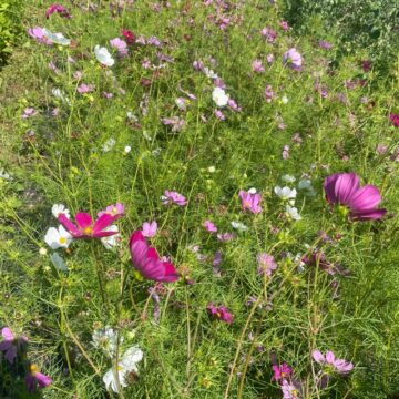 Organic Seed - Cosmos Sensation Mix