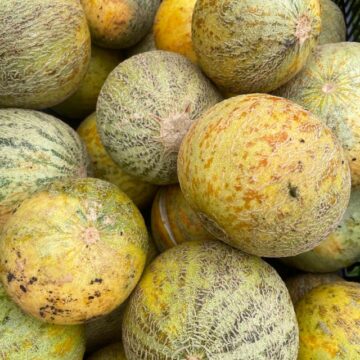 Organic Seed - Gnadfeld Melon