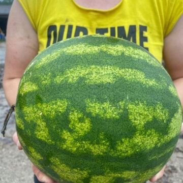 Organic Seed - Sweet Dakota Rose Watermelon