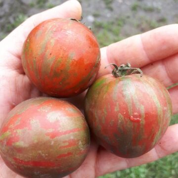 Organic Seed - Violet Jasper Tomato