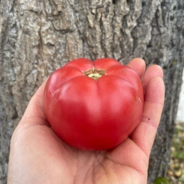 Organic Seed -Brandywine Tomato