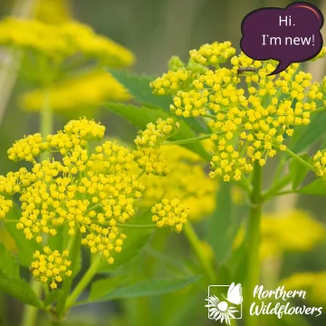 Golden Alexanders