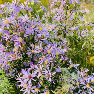 Smooth Blue Aster