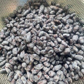 Field Good Farms Frozen Haskap Berries