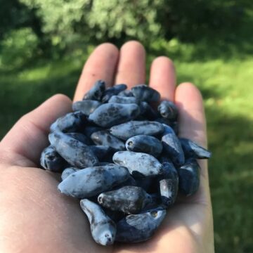 La Belle Vie Farm Frozen Haskap Berries