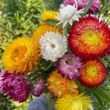 Organic Seed - Strawflower, KING MIX
