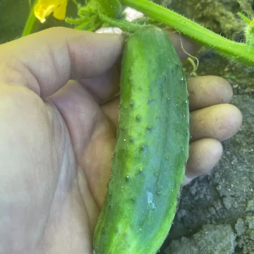 Organic Seed - New York 264 Slicing Cucumber