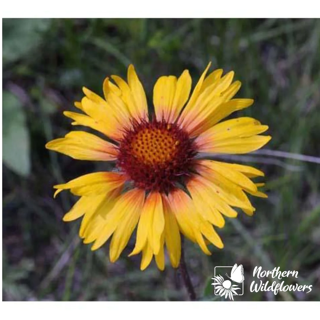 Blanketflower