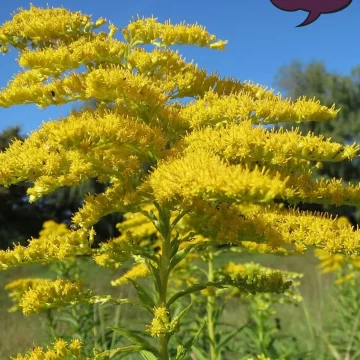 Canada Goldenrod