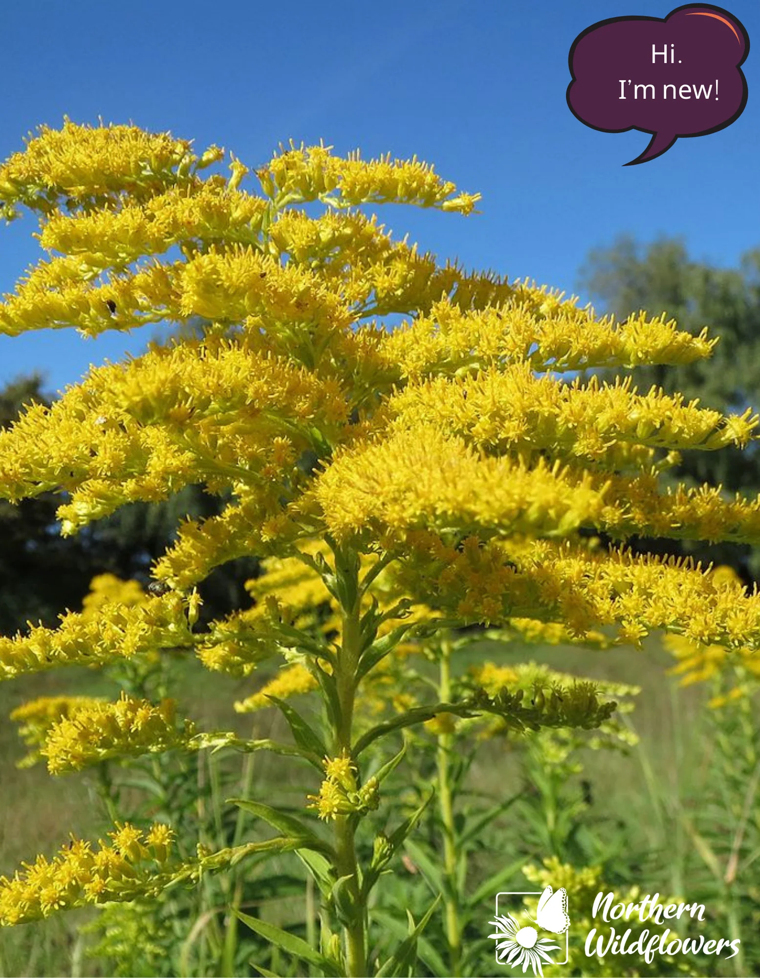 Canada Goldenrod