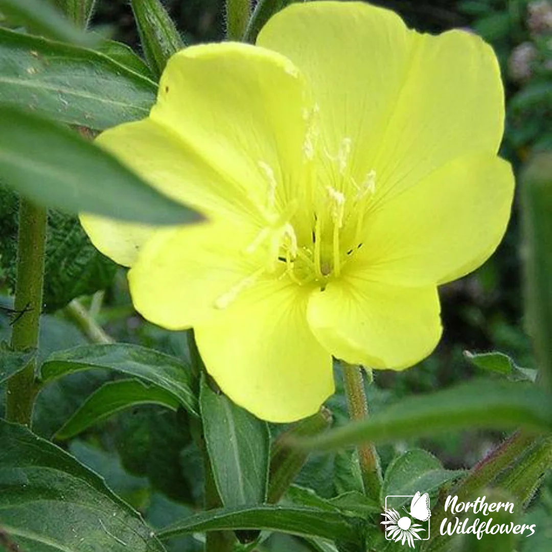Common Evening Primrose