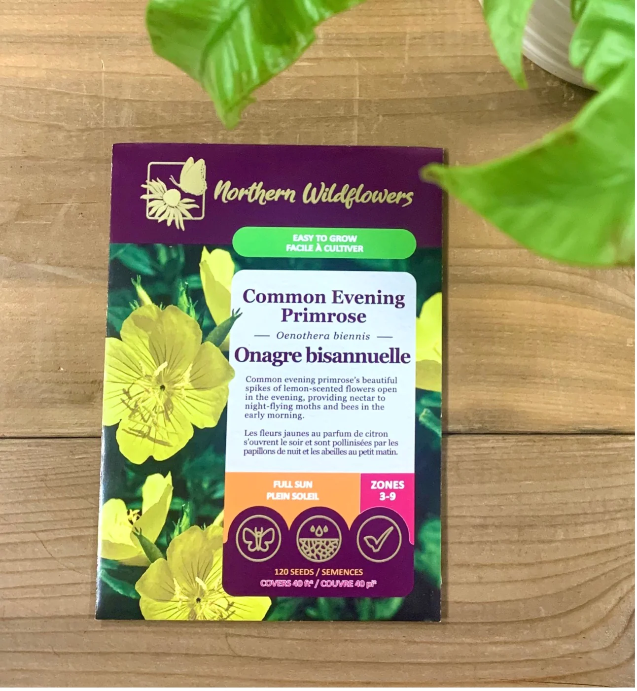 Common Evening Primrose - Image 2