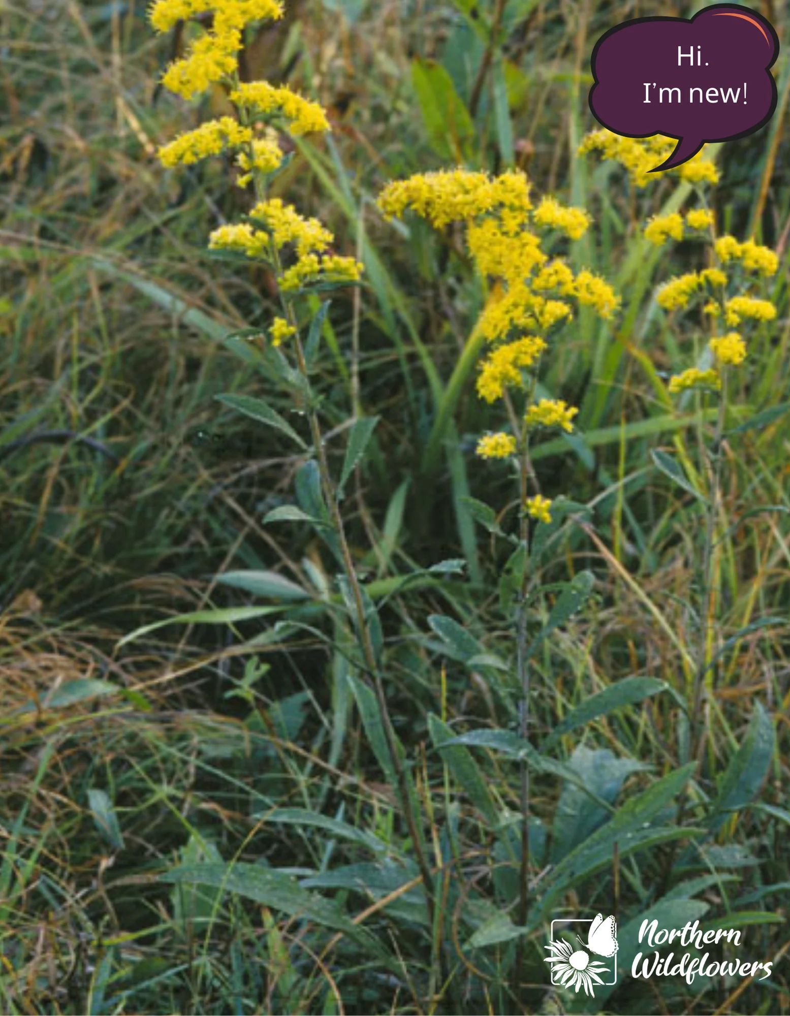 Grey Goldenrod