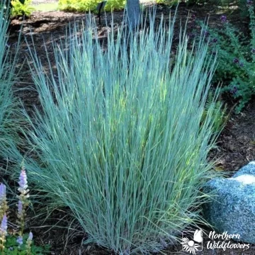 Little Bluestem