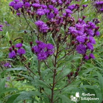 New York Ironweed