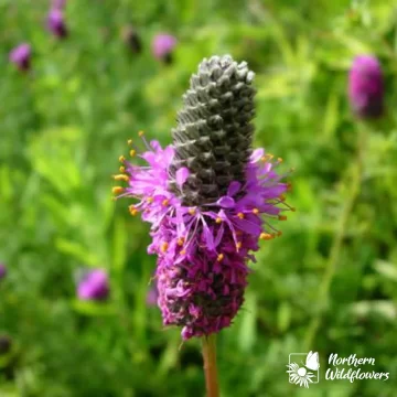 Purple Prairie Clover