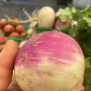 Organic Seed - Purple Top Turnip