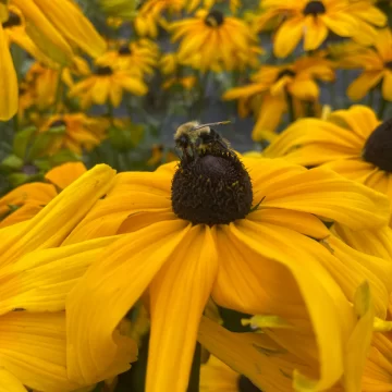Organic Seed - Rudebeckia Indian Summer