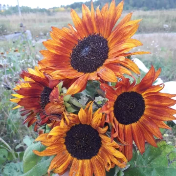 Organic Seed - Earthwalker Sunflower