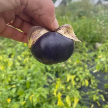 Organic Seed - Tomatillo Purple Blush