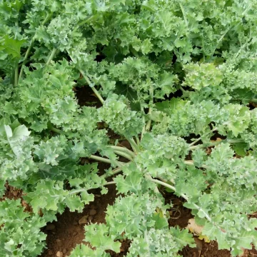 Organic Seed - Westlander Kale