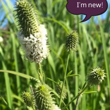 White Prairie Clover
