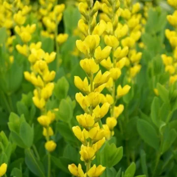 Yellow Wild Indigo