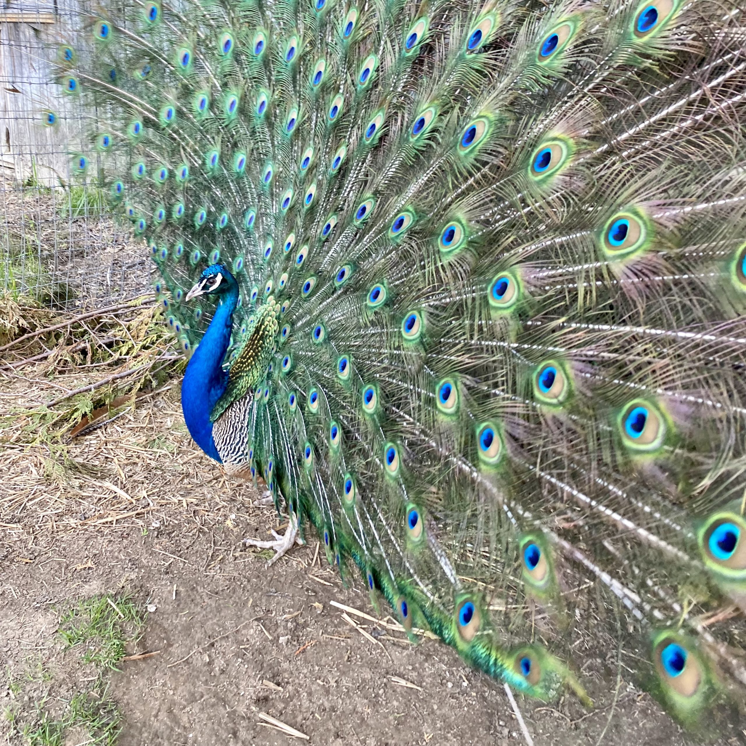 Peacock Feathers - Image 4