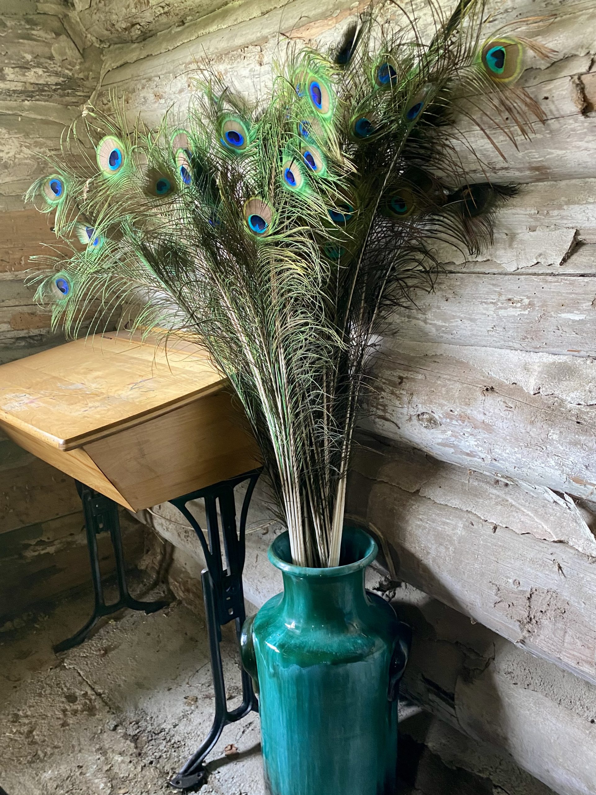 Peacock Feathers - Image 2