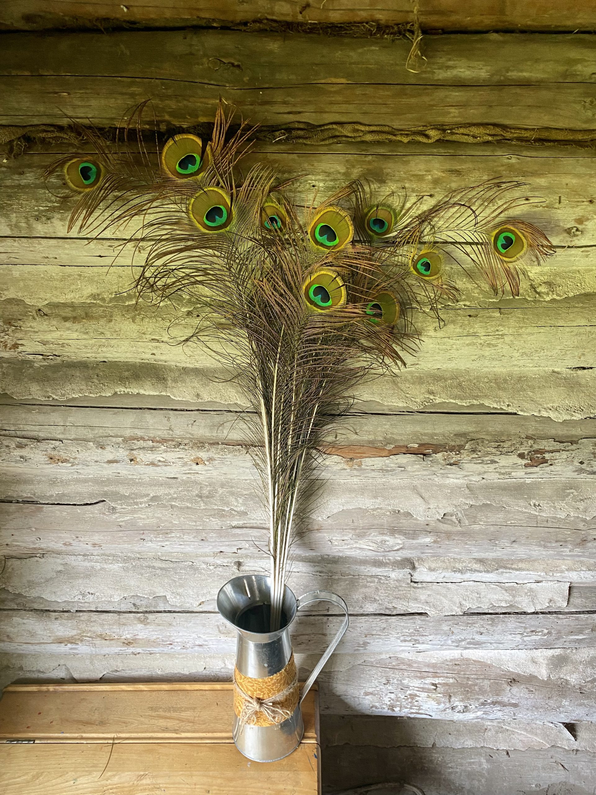 Peacock Feathers