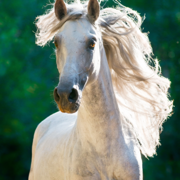 Stella and Crystal - Book Written by Farmer Emma