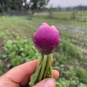 Organic Seed - Purple Plum Radish