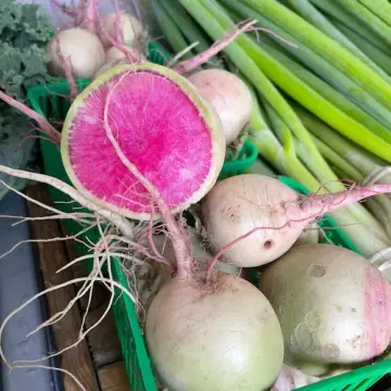Organic Seed - Watermelon Radish