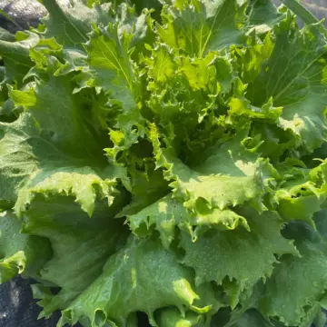 Organic Seed - Jack Ice Lettuce