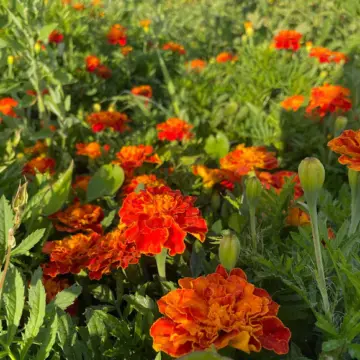 Organic Seed - French Marigold, Sparky Mix