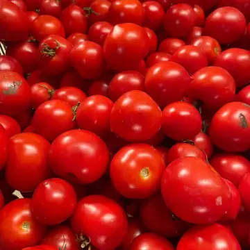 Organic Seed - Slicing Tomato, Early Williamette