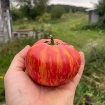 Organic Seed - Vintage Wine Tomato