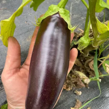 Organic Seed - Eggplant, Astrakom