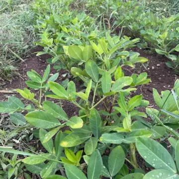 Organic Seed - Valencia Peanut