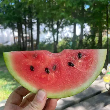 Organic Seed - Ambrosia Watermelon