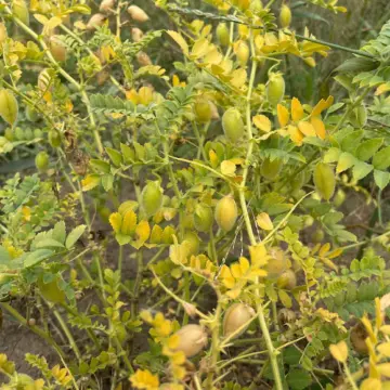 Organic Seed - Chickpea, Pico Pardal