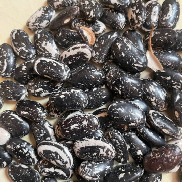 Organic Seed - Flagg Bean