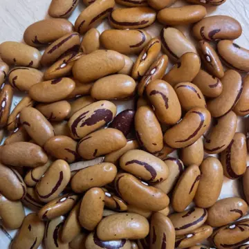 Organic Seed - Tiger Eye Bean