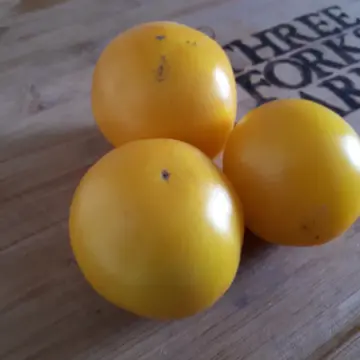 Organic Seed - Taxi Tomato