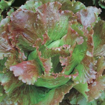 Seedlings - Lettuce, Magenta *PRE-ORDER FOR LATE MAY