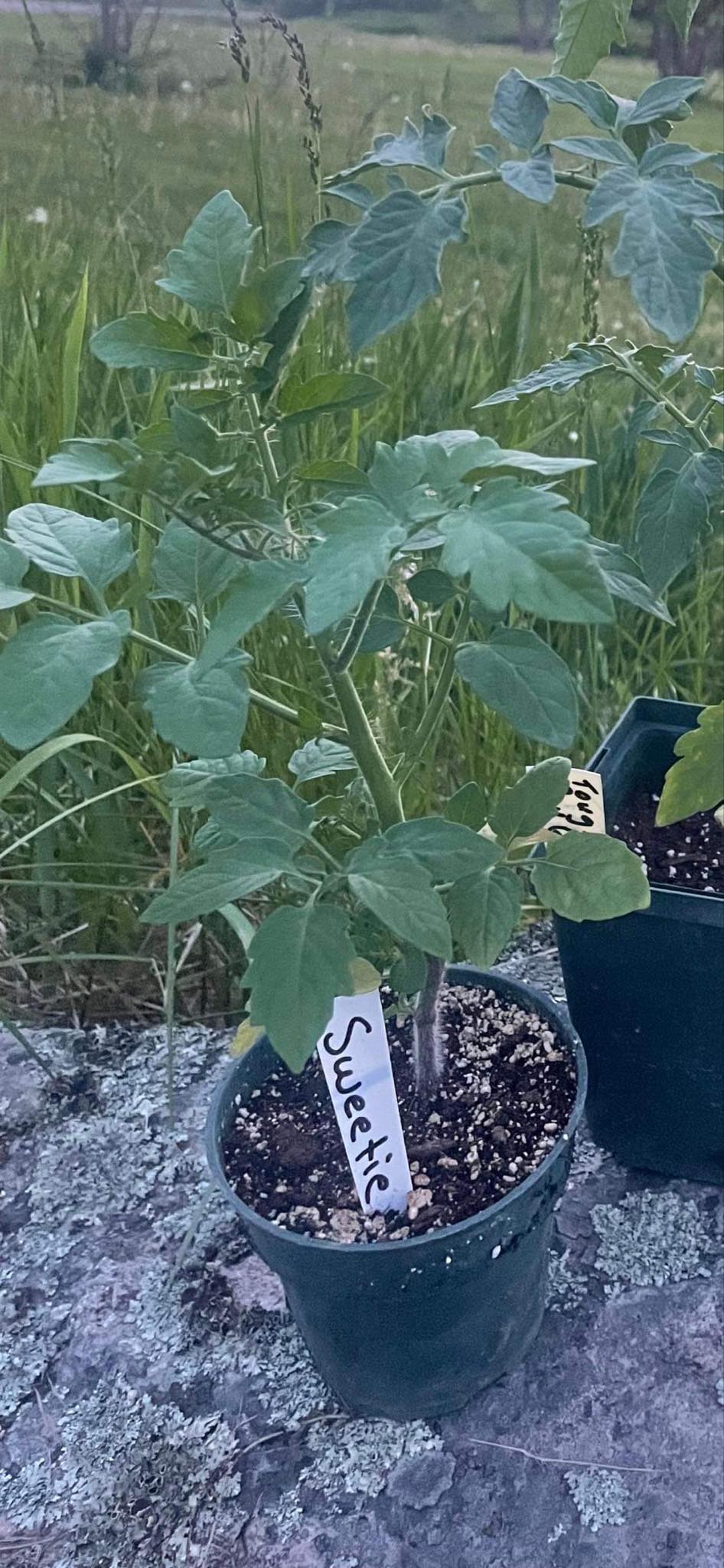 Seedlings - Cherry Tomatoes, Sweetie *PRE-ORDER FOR LATE MAY