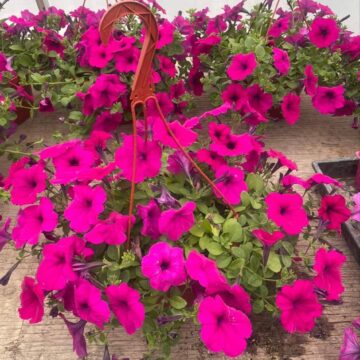 Seedlings/Hanging Baskets - Petunias *PRE-ORDER FOR LATE MAY