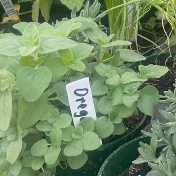 Seedlings - Oregano *PRE-ORDER FOR LATE MAY